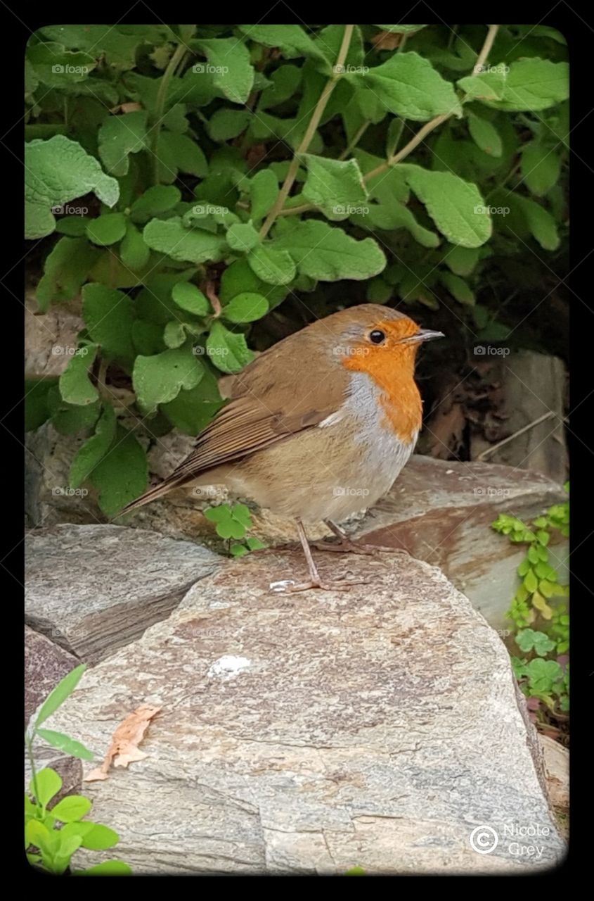 robin