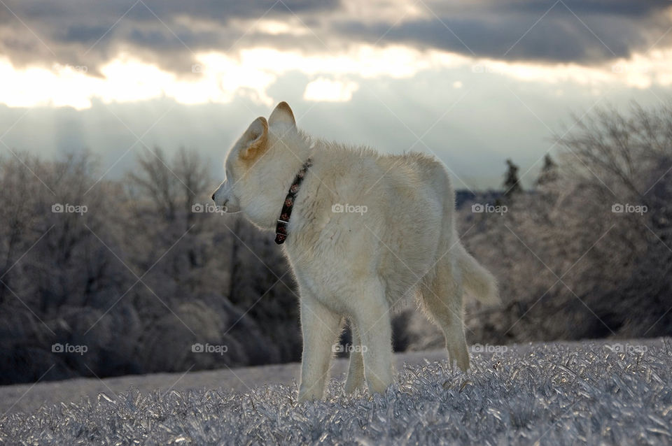 Wolflike dog,  landscape. Wolf like dog peers across the mountains on a snowy mountain top