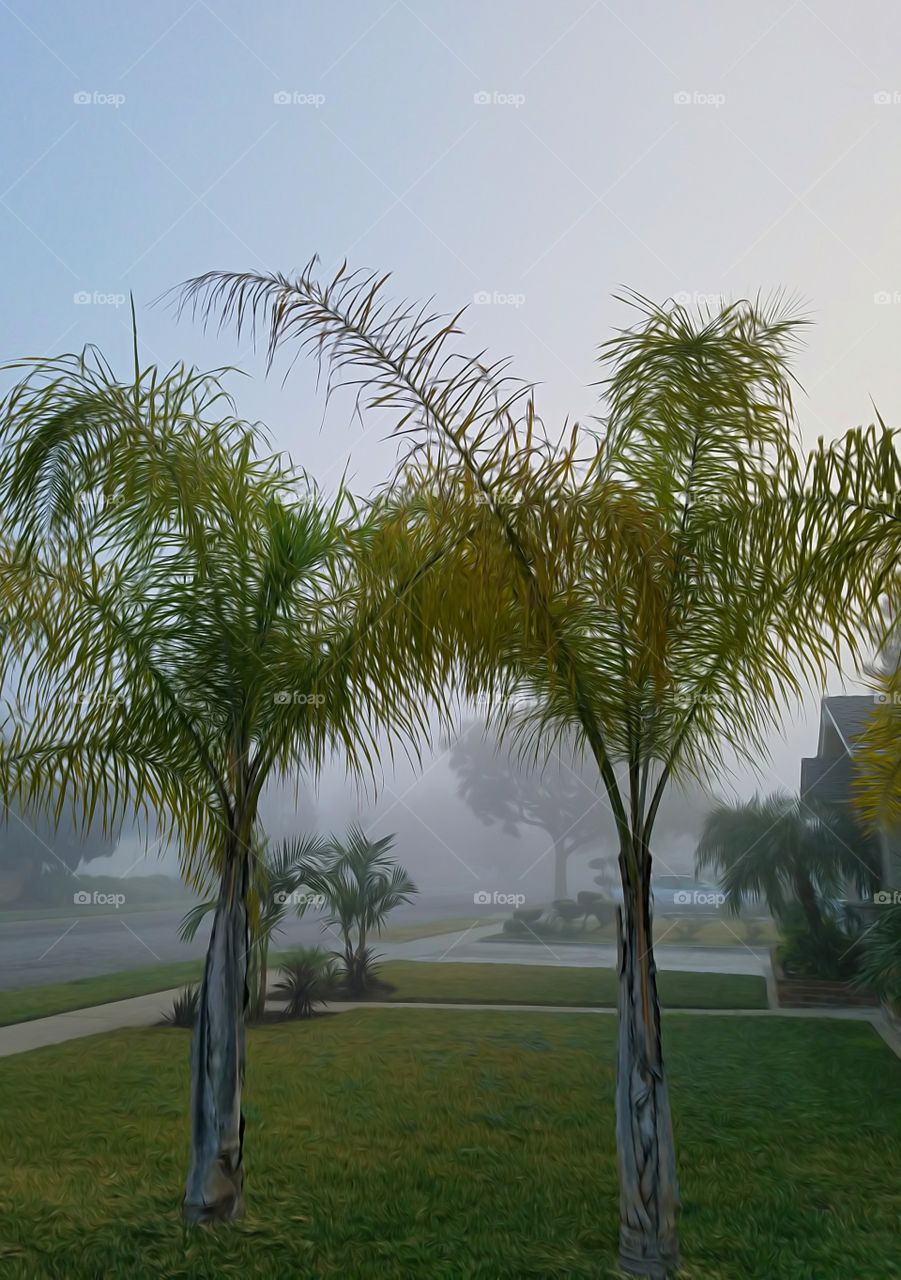 Palm Trees in the fog!