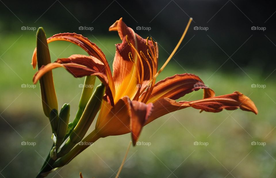 Weathered orange lily flower