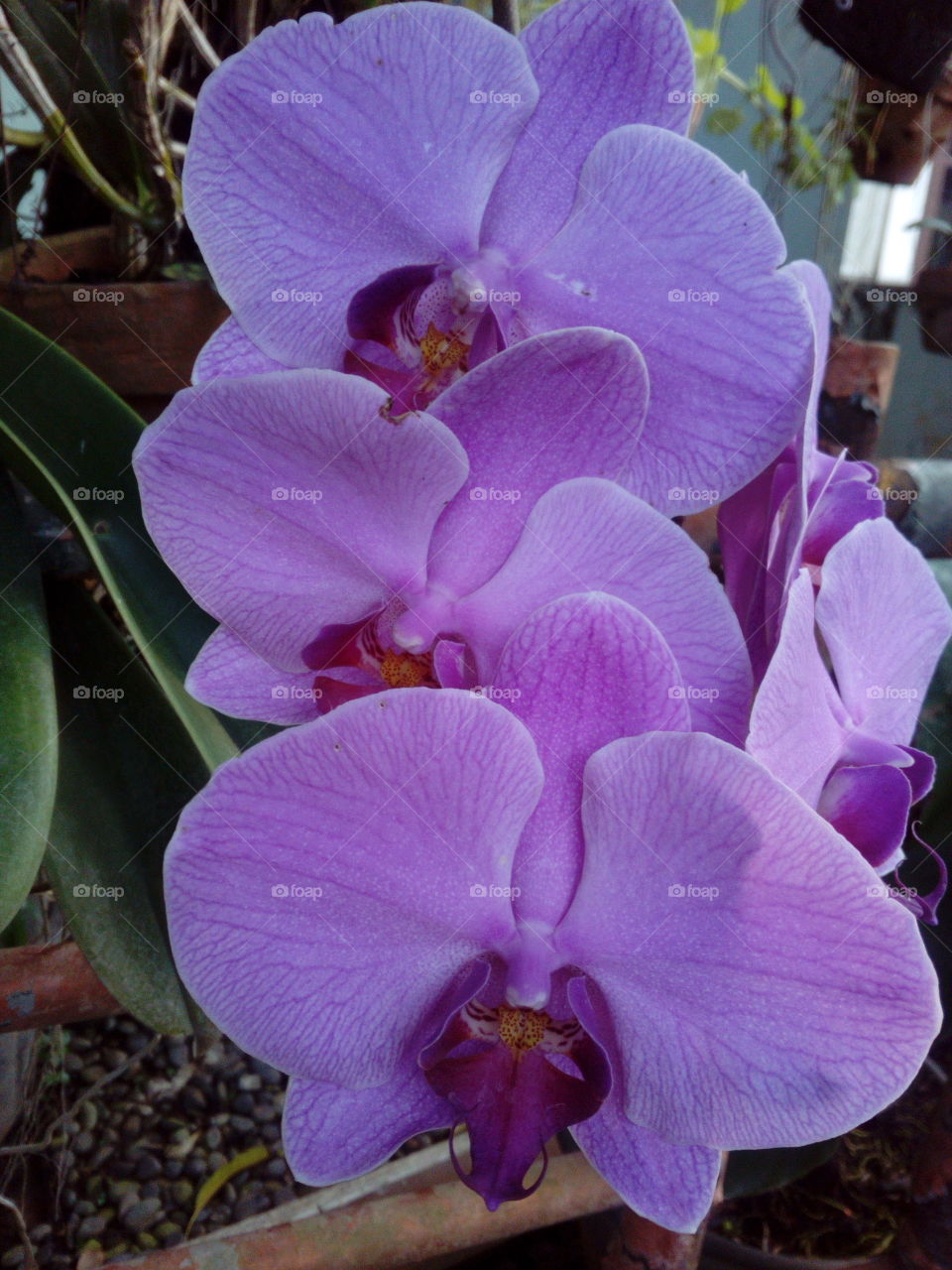 Orchids