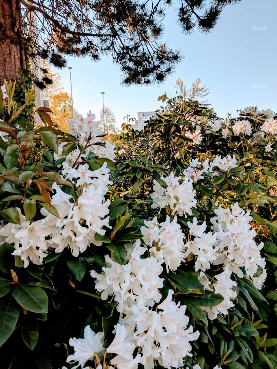 Richmond in bloom