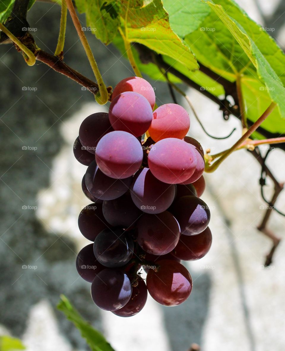 Grape