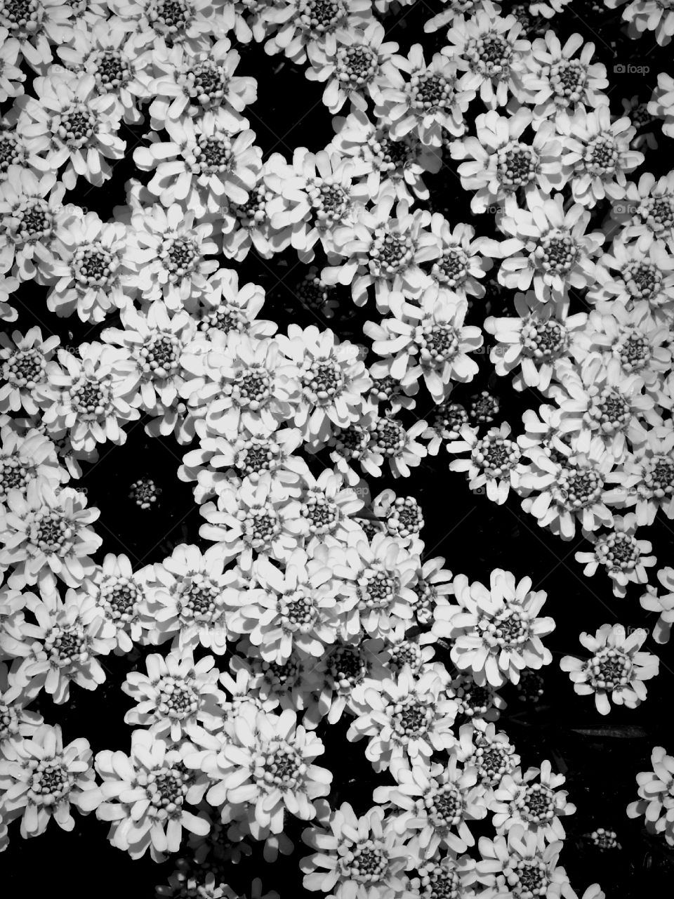 White carpet of flowers.