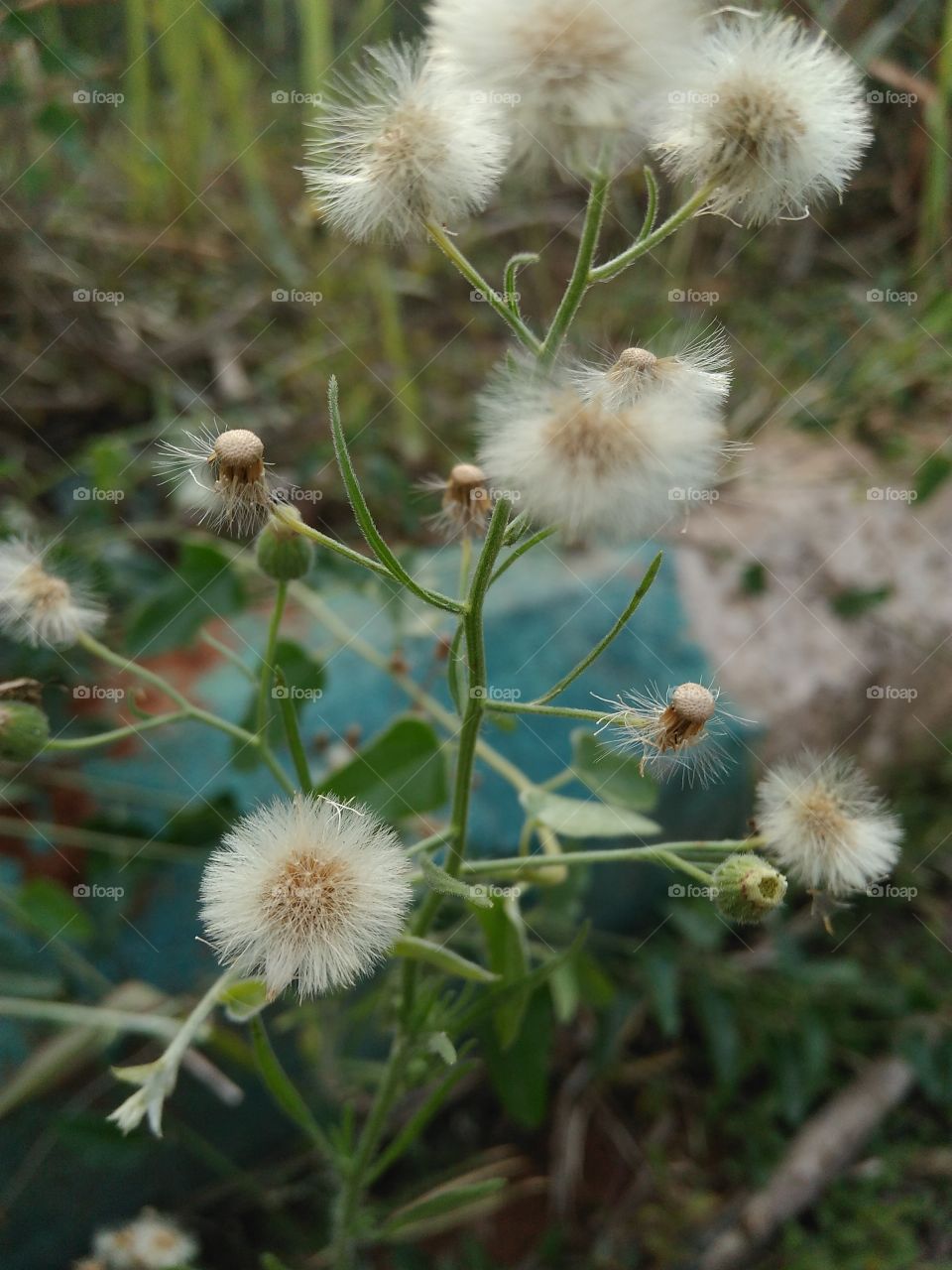 flowers