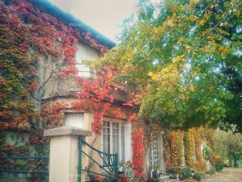 Lierre multicolore sur une façade en automne
