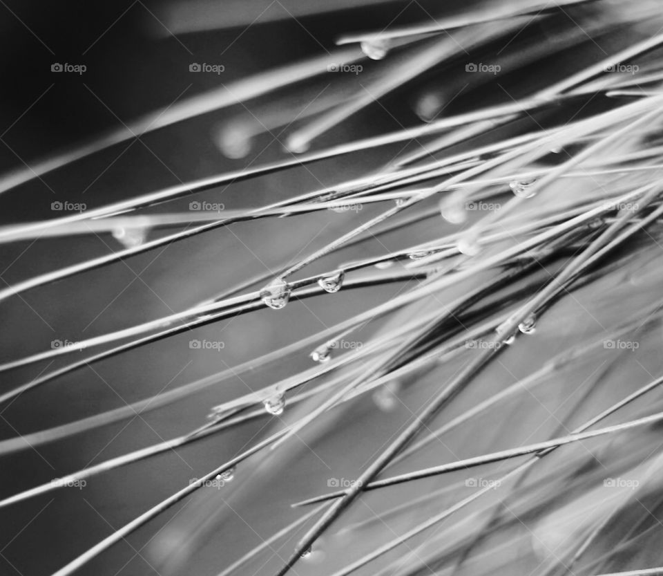 Rain drops b&w