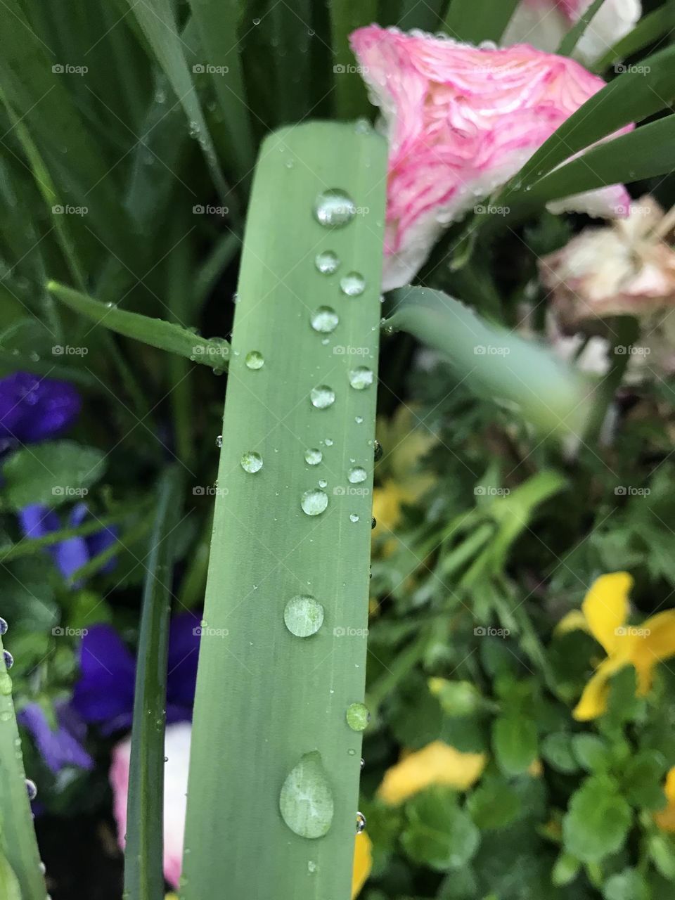 Wet leaf in Spring