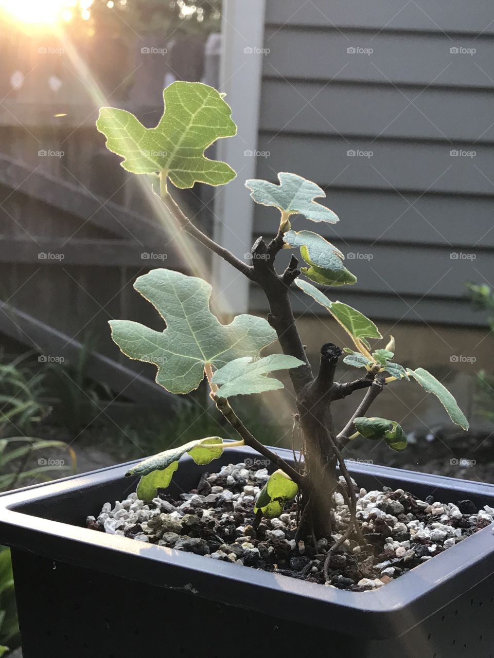 Fig tree bonsai.  Beam of sunlight. 