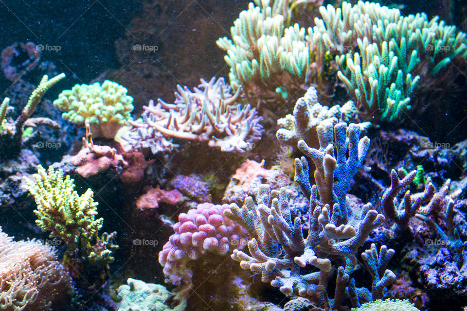 coral reef in aquarium