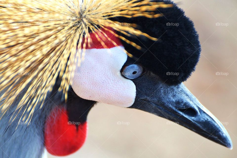 African Crowned Crane