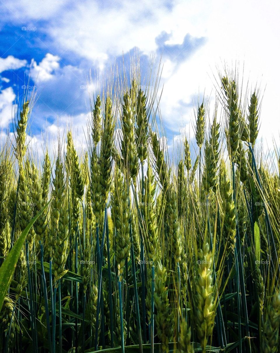 Wheat field against sky