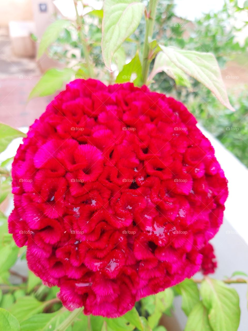 red flower