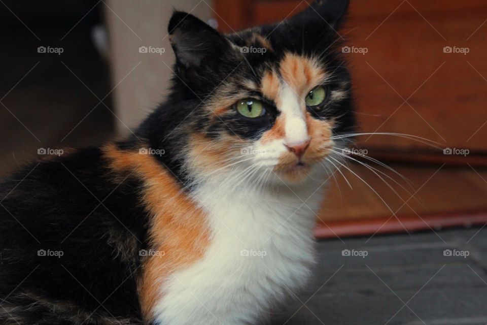 portrait of cat