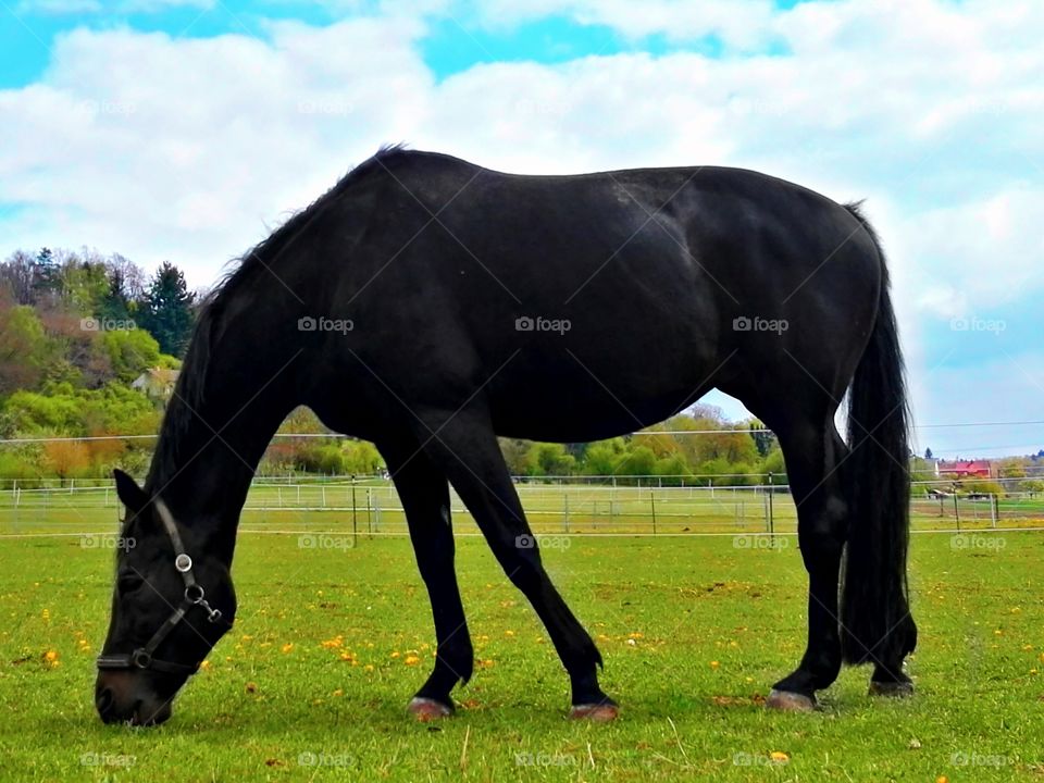 black horse