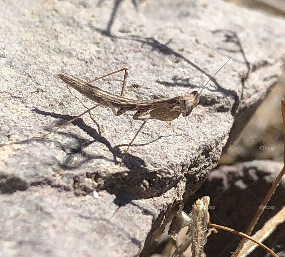 Ground Mantis