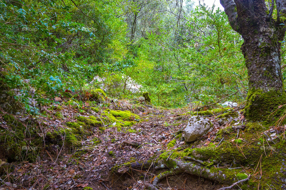 Nature, Wood, Landscape, Tree, Leaf