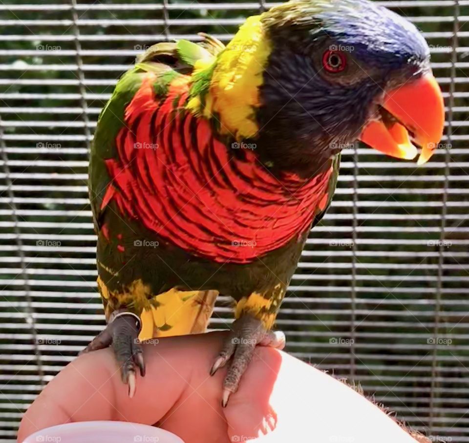 Lorikeets 