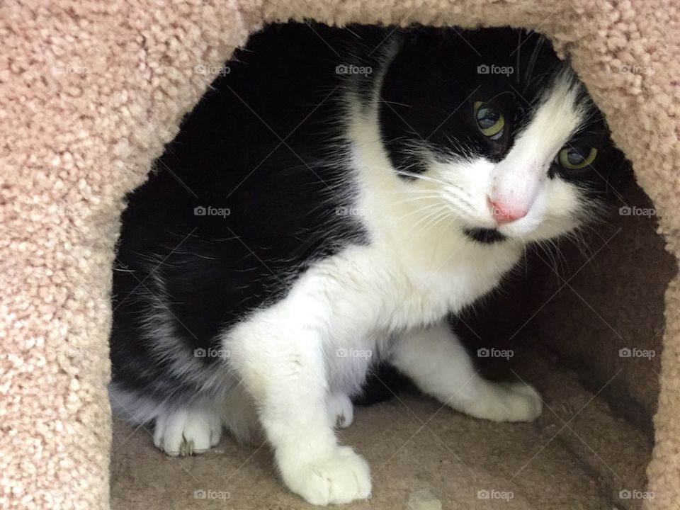 Black & White Cat