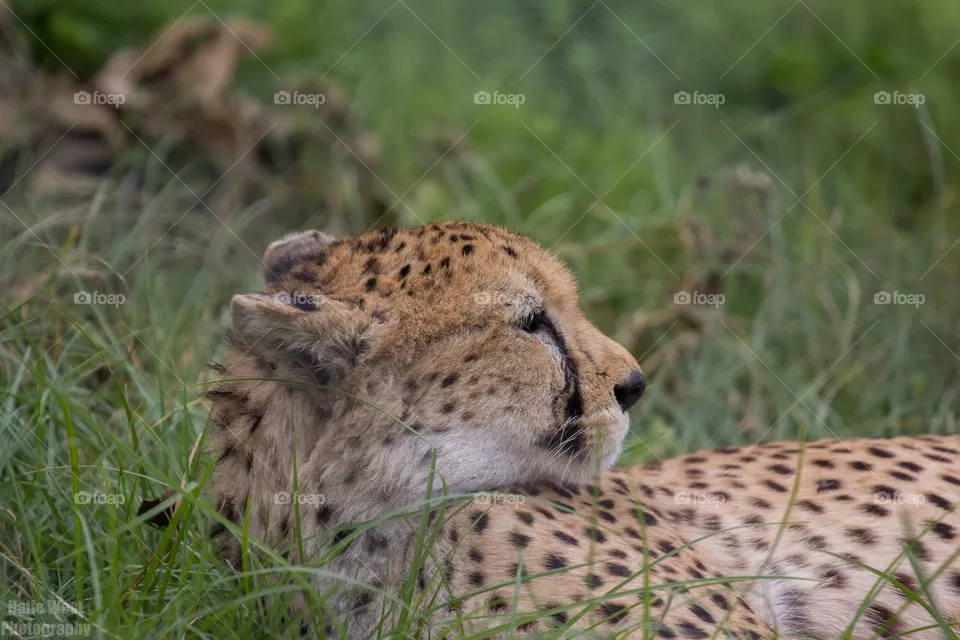 Cheetah 