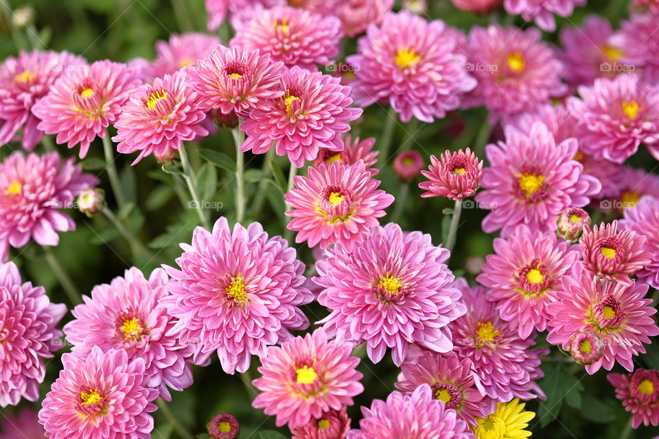 Colorful flowers 