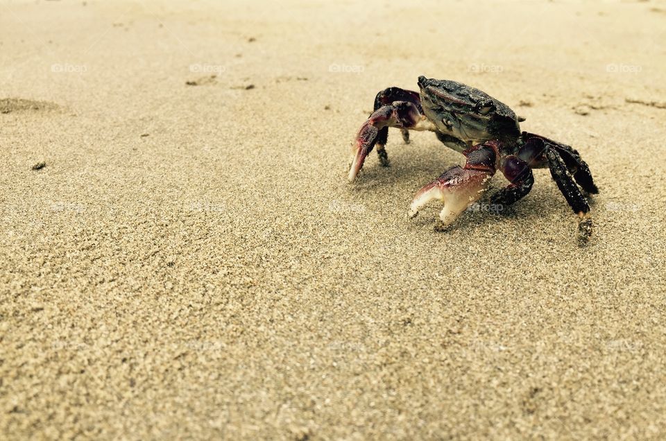 Closeup Land Crab