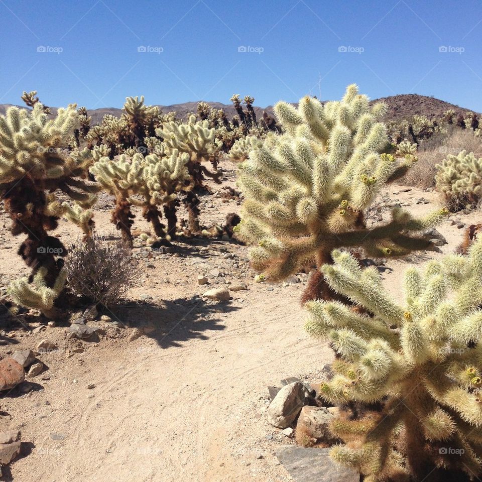 Cactus Landscape