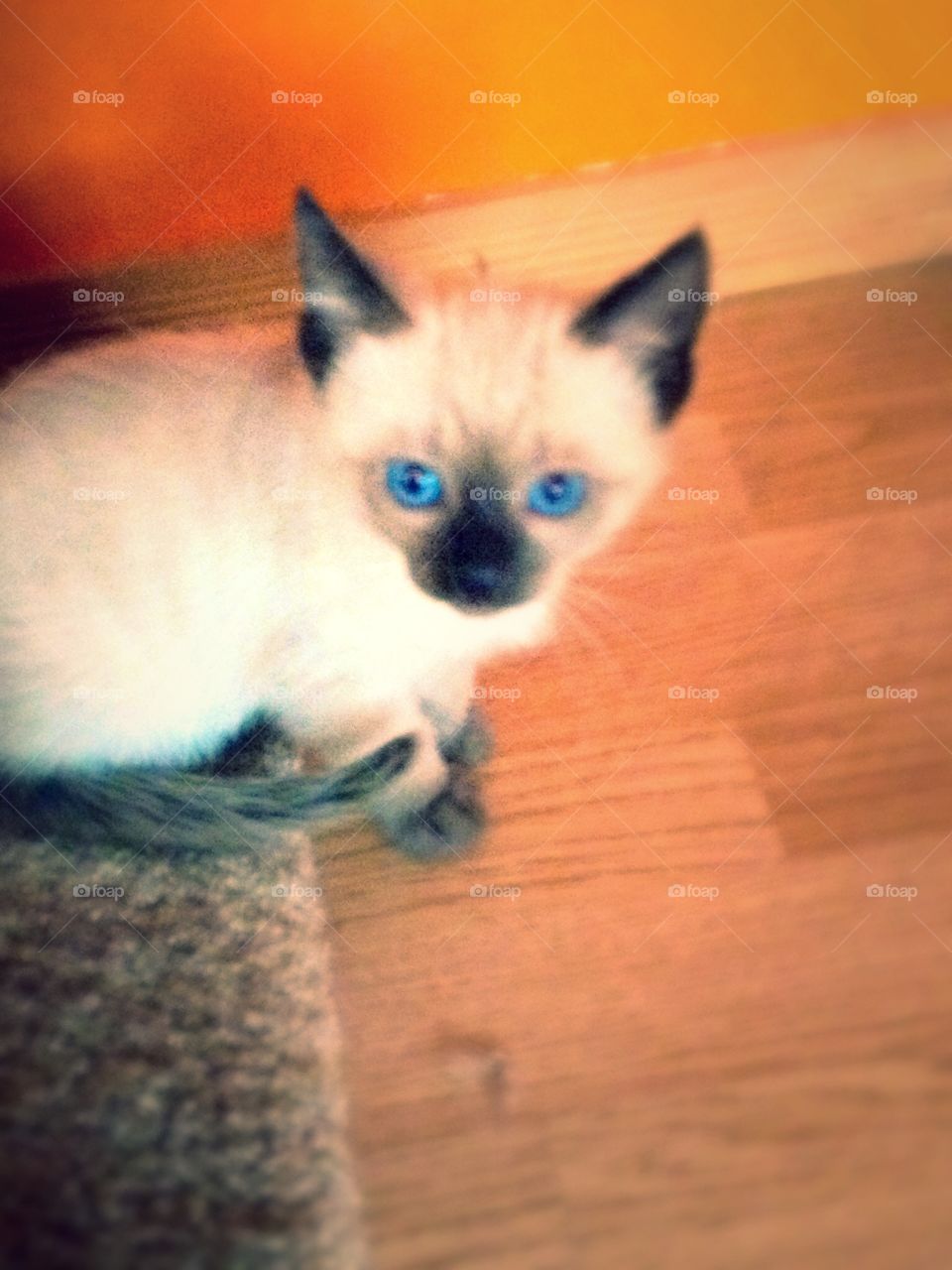 Young Siamese Kitten. My Siamese cat, Lady at age 6 weeks