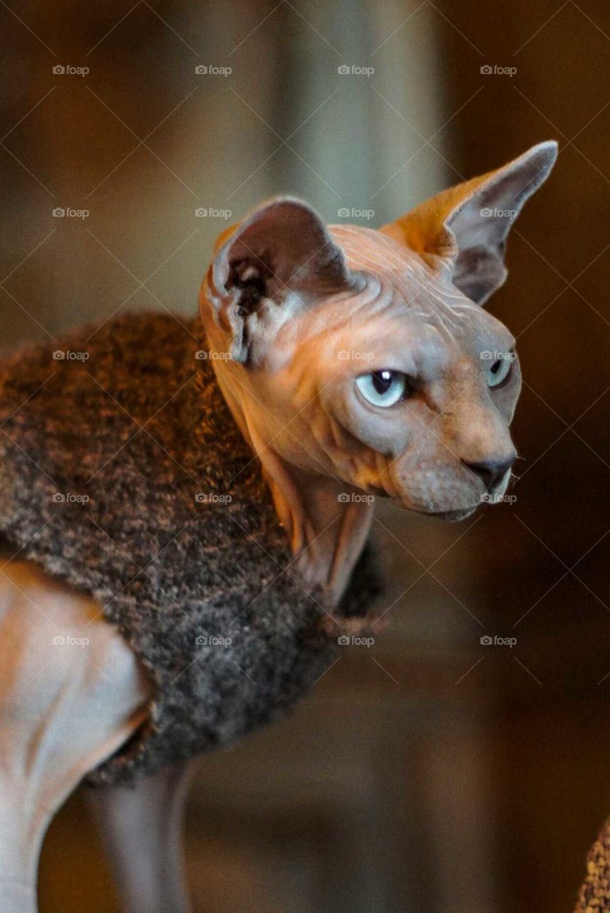 Sphynx 3