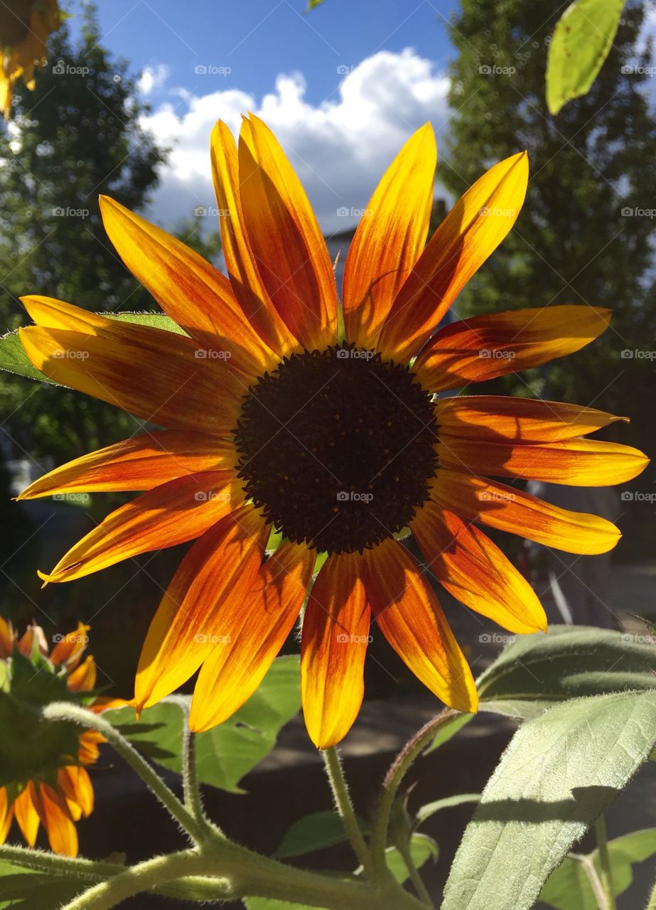 Sunflower blooming at outdoors