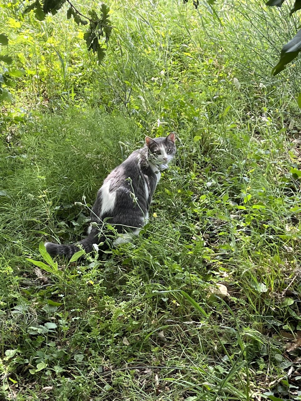 The beauty of his look: his green eyes in a green grass
