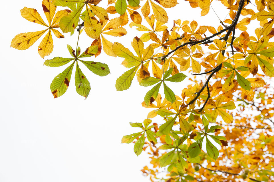 Chestnut leaves turning colors in early autumn 