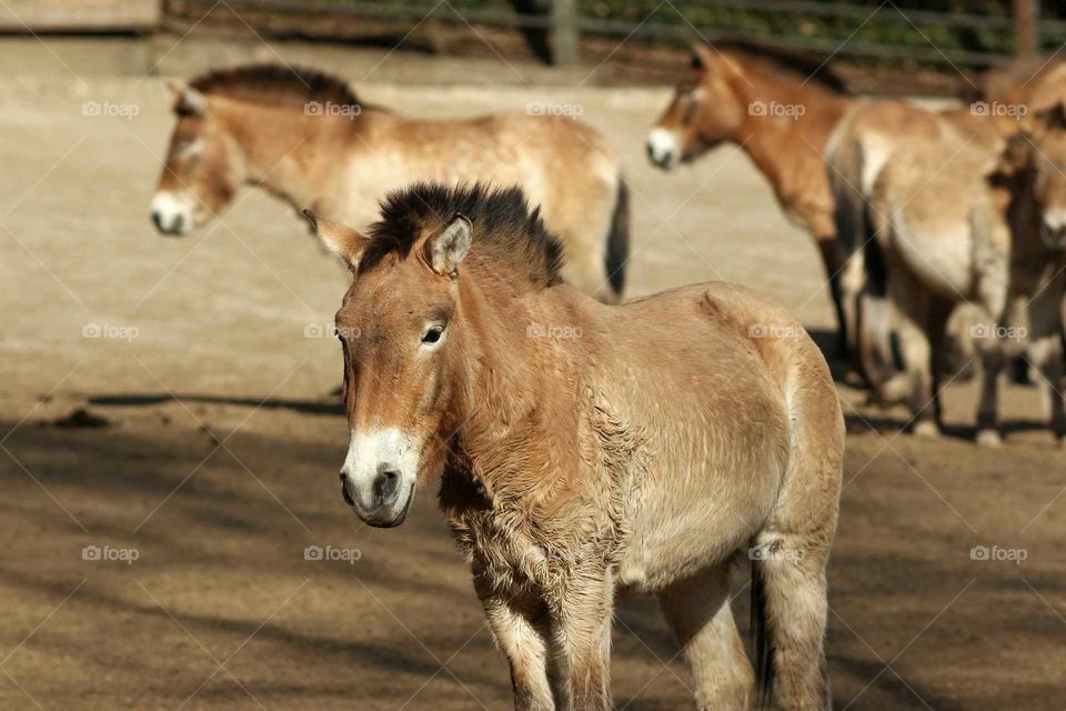 przewalski horse in a herd