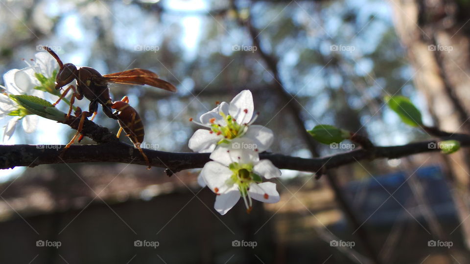 flower