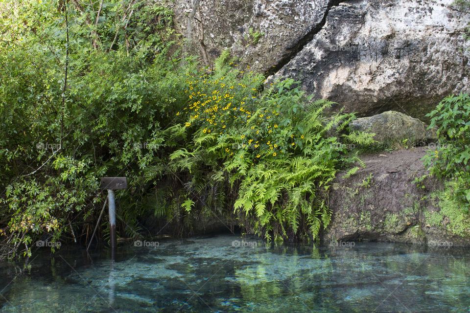 Natural Spring with flowers 