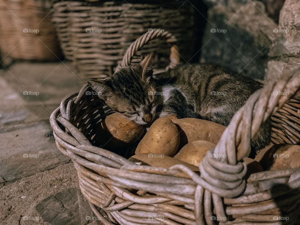 Sleepy kitty in the basket of potatoes 