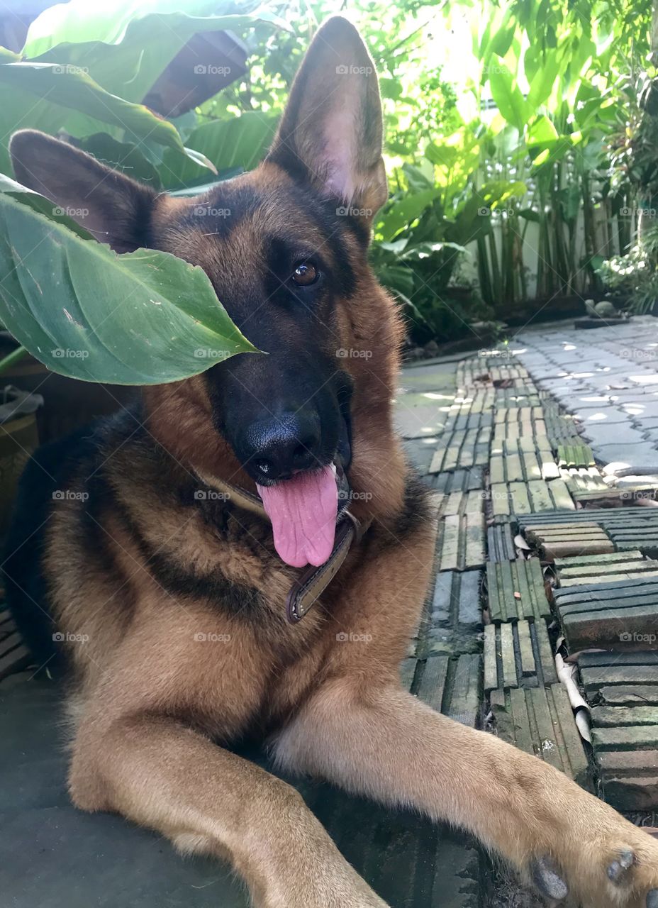 Leaf is my prop today