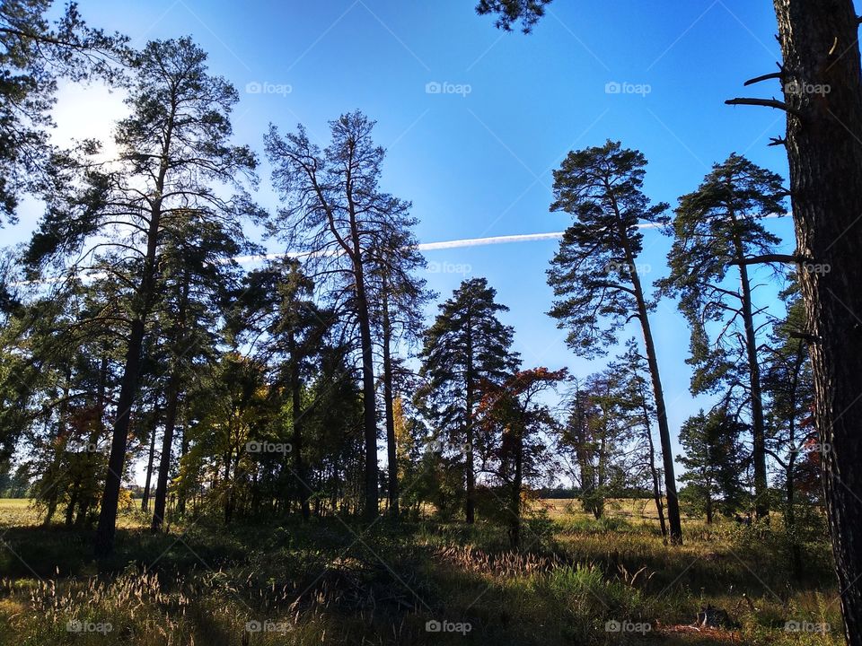 White stripe. Forest and field