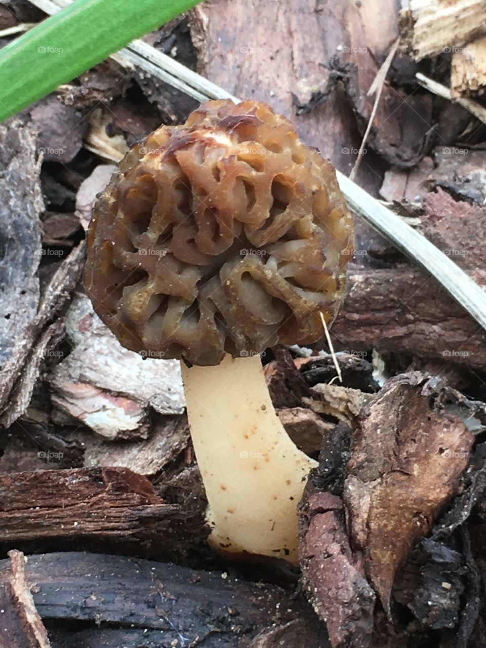 Unusual “brain mushroom” (fake morel also known as Gyromitra esculenta) surrounded by wood chip bark in front garden