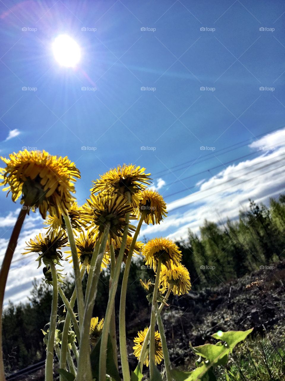 Low angle view of a yellow flower