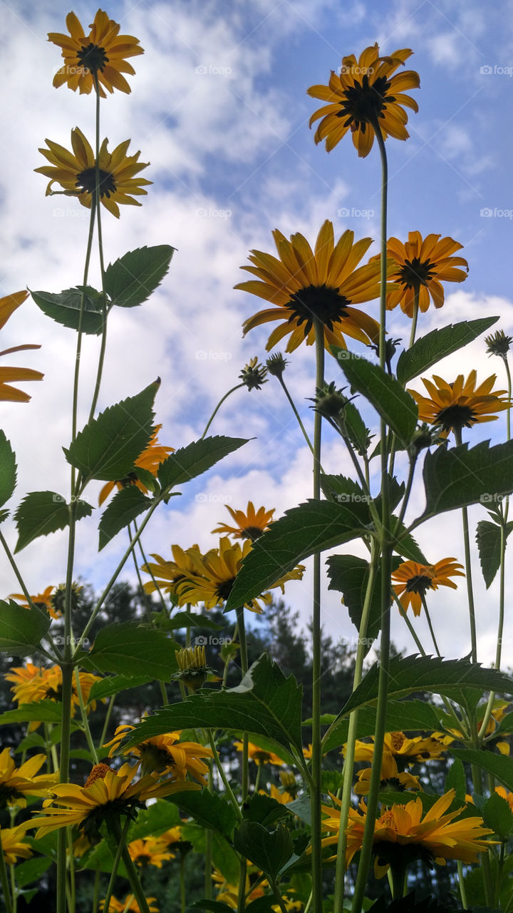 Field of yellow daisy flowers