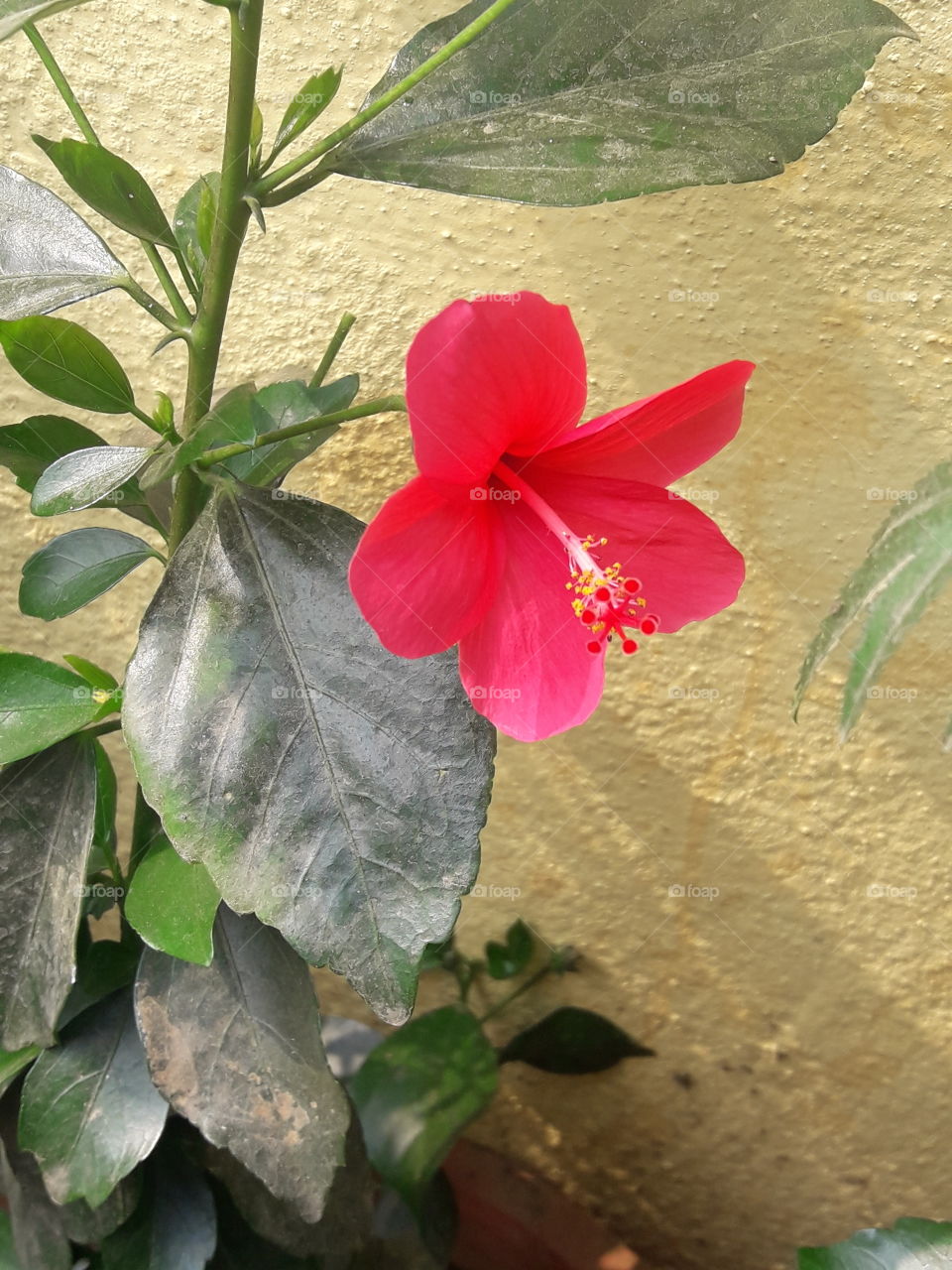 beautiful rare and small hibiscus flowers in our garden