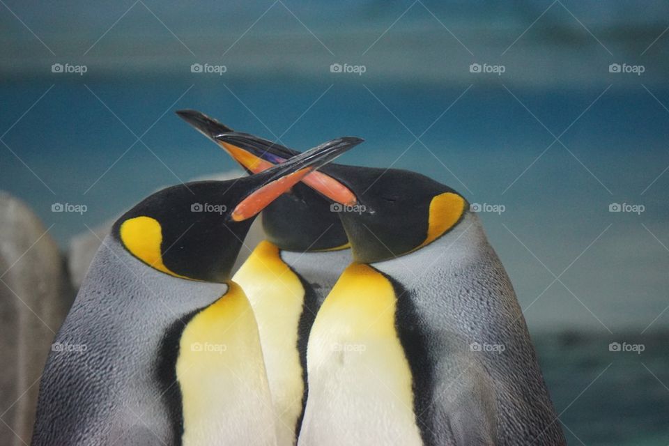 Emperor penguins