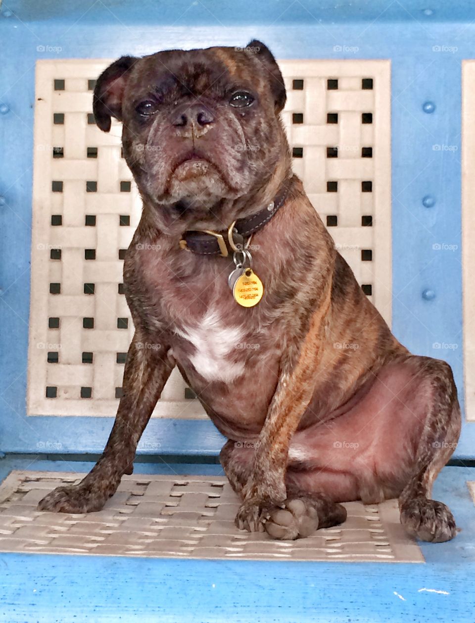 Frenchie-pug sitting on bench