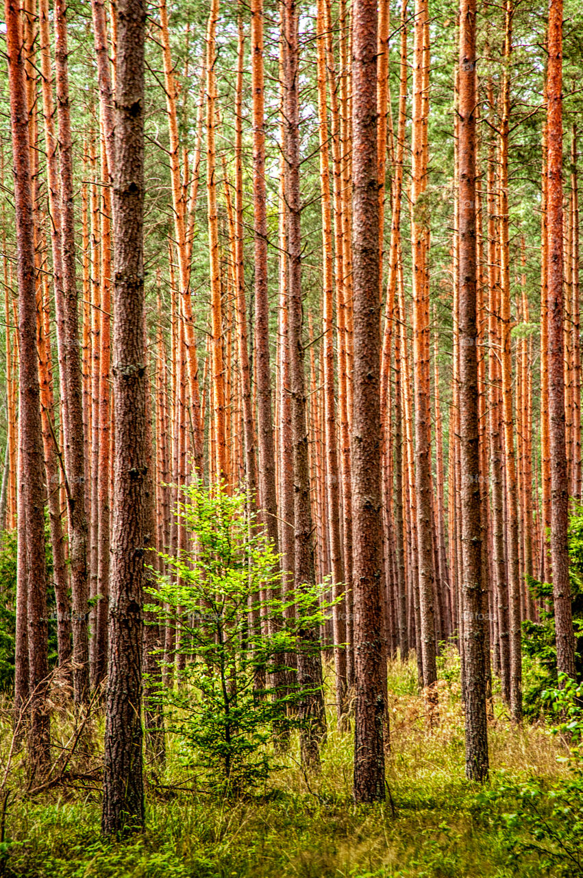 Trees in forest