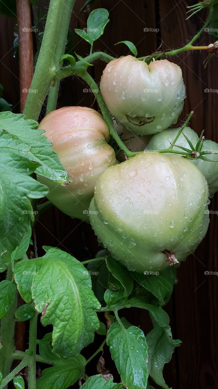 tomatoes in my garden
