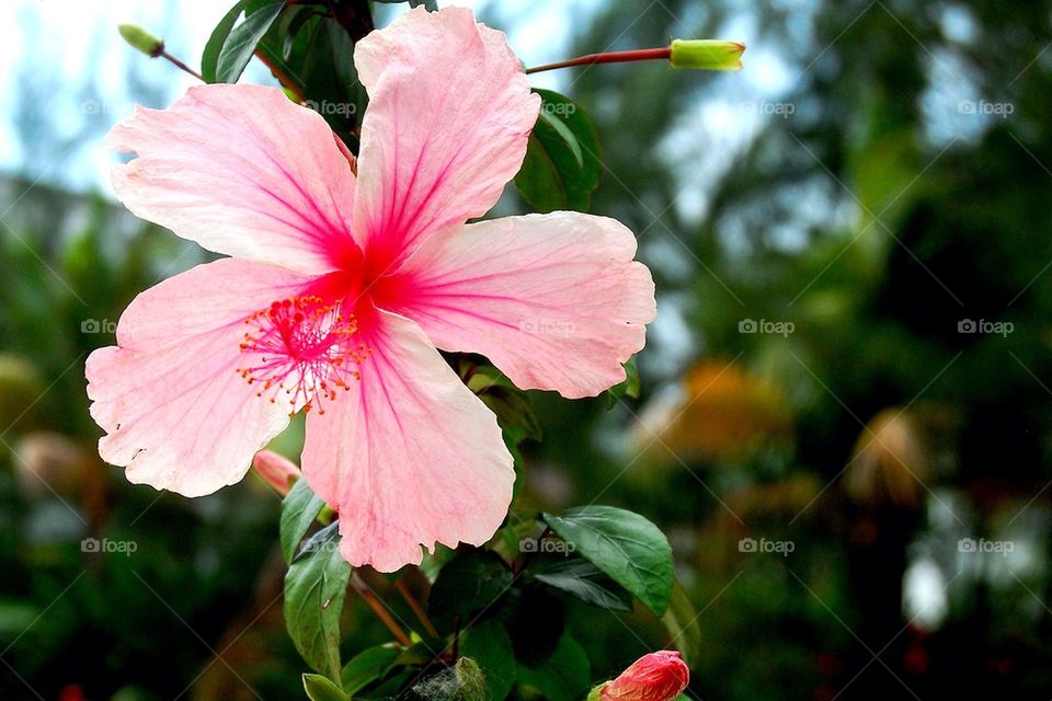 Pink Hibiscus 