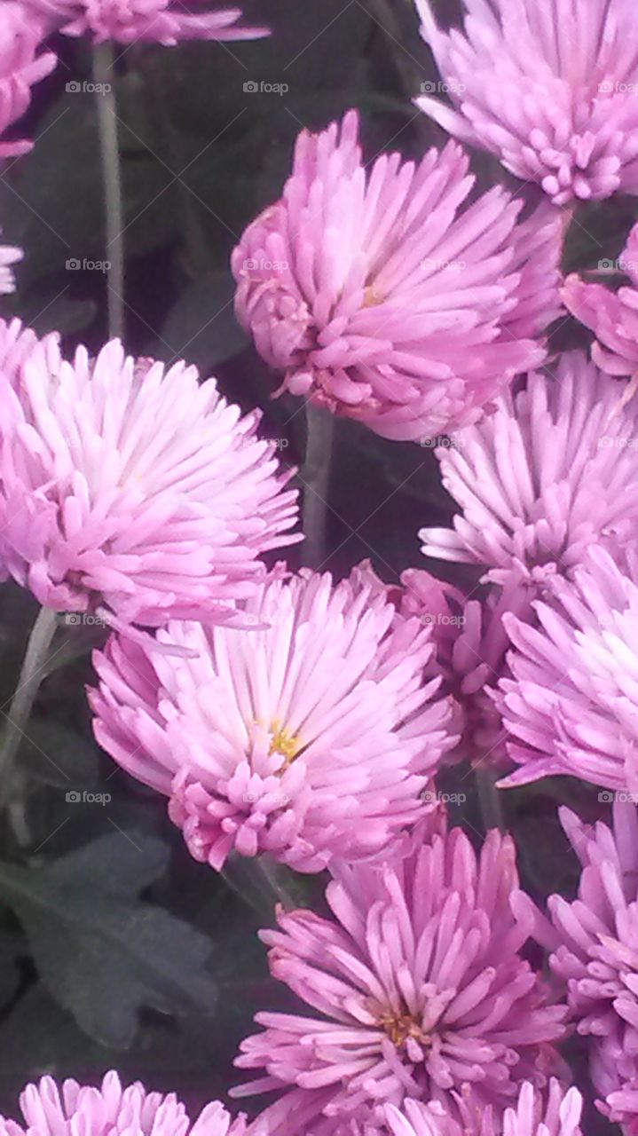 Purple Mums