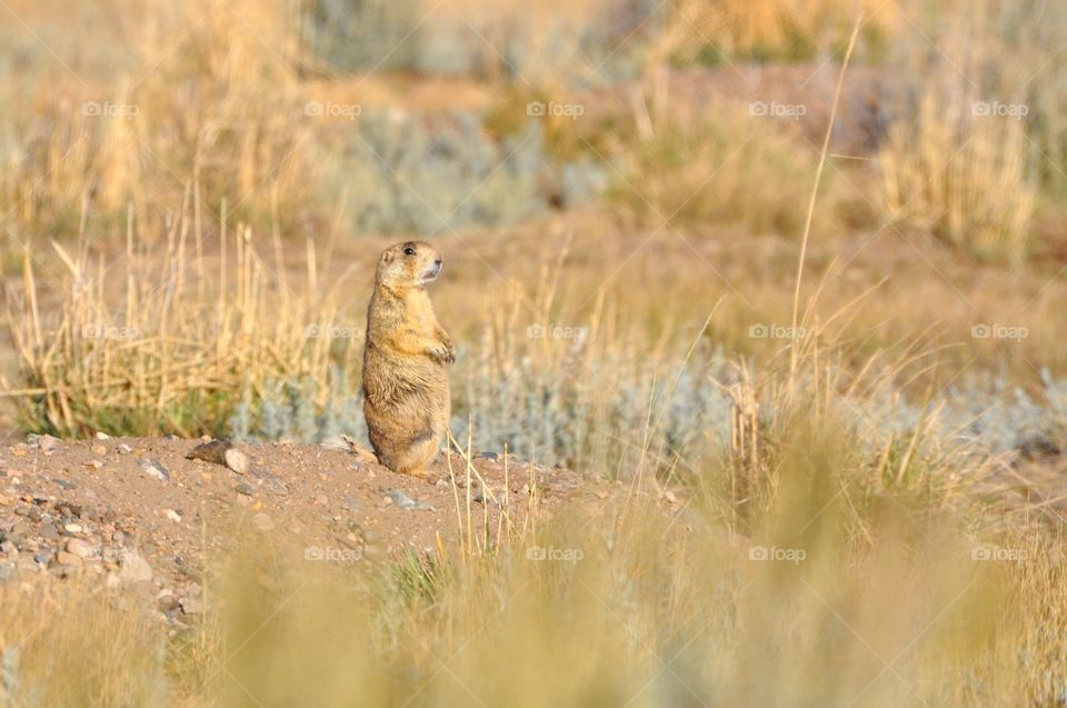A prairie dog sits on his dirt mound to welcome the rising sun. Yellow is the primary color here with pops of sage.