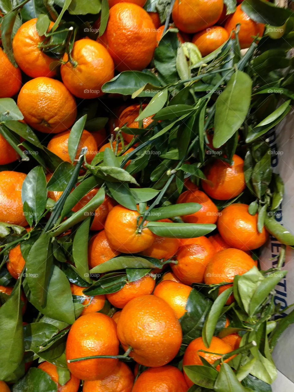 citrus